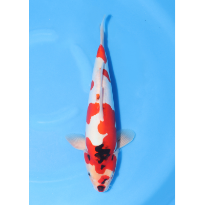 KGE.112 DOITSU SHOWA